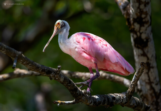 Roseatte Spoonbill