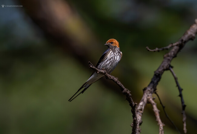 Sun Bird